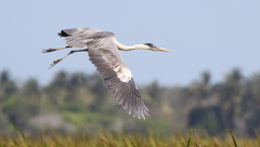 Ardea cocoi
