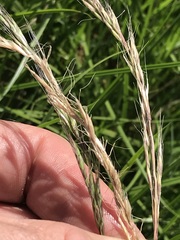 Trisetopsis imberbis