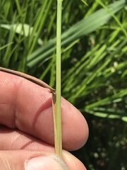 Trisetopsis imberbis