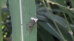 Phylloscyrtus amoenus