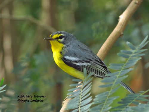 Setophaga adelaidae