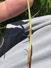 Trisetopsis imberbis