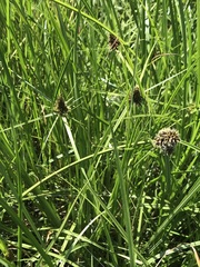 Cyperus teneristolon