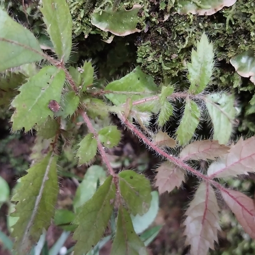Makamaka (Ackama rosifolia)