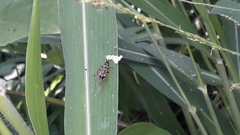 Phylloscyrtus amoenus
