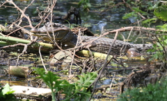 Caiman crocodilus