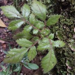 Ackama rosifolia, photograph (c) kiwialli, some rights reserved (CC BY)