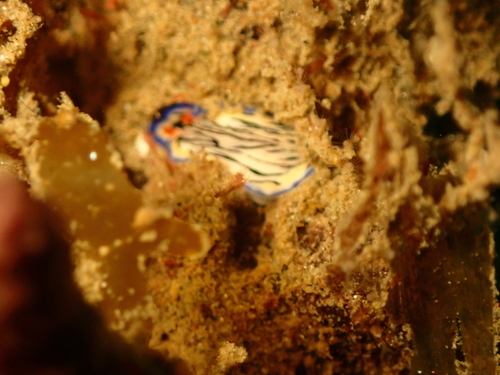 Hypselodoris maritima