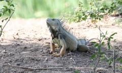 Iguana iguana