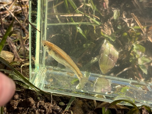 Red shiner (Cyprinella lutrensis) — Cyprinidae — 4