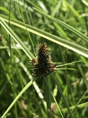 Cyperus teneristolon