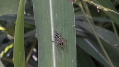 Phylloscyrtus amoenus