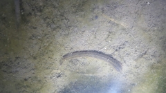 Whitmania pigra