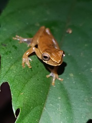Rio Tuquesa Treefrog photo 5