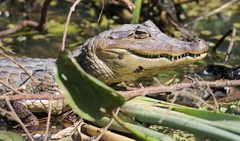 Caiman crocodilus