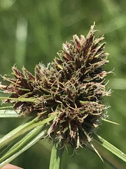Cyperus teneristolon