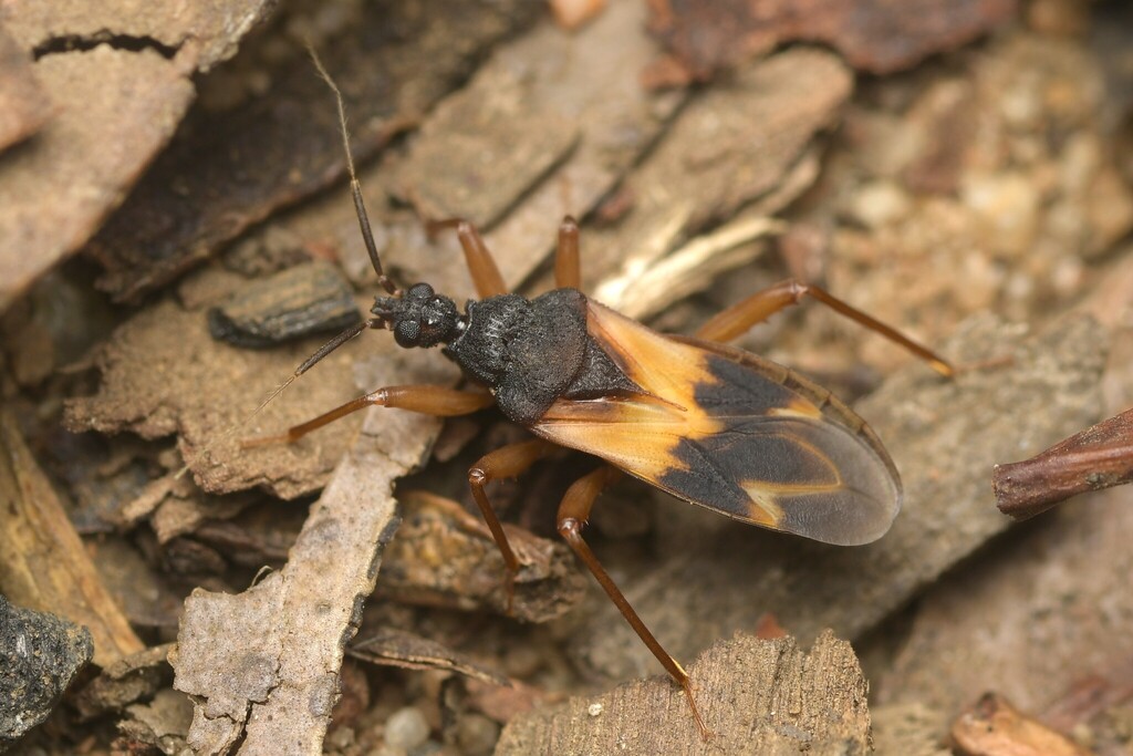 Voconia pallidipes