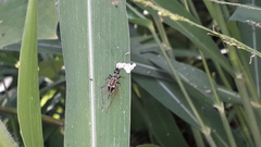 Phylloscyrtus amoenus