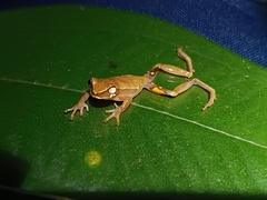Rio Tuquesa Treefrog photo 3