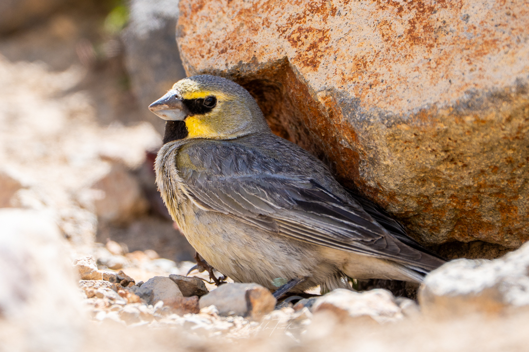 Yellow-bridled Finch (Melanodera xanthogramma), photo 6