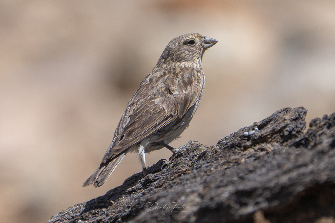 Yellow-bridled Finch (Melanodera xanthogramma), photo 3