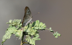 Anartia jatrophae