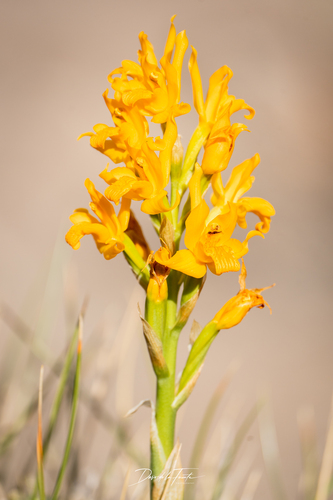 Patagonian Alpine Orchid (Chloraea alpina)