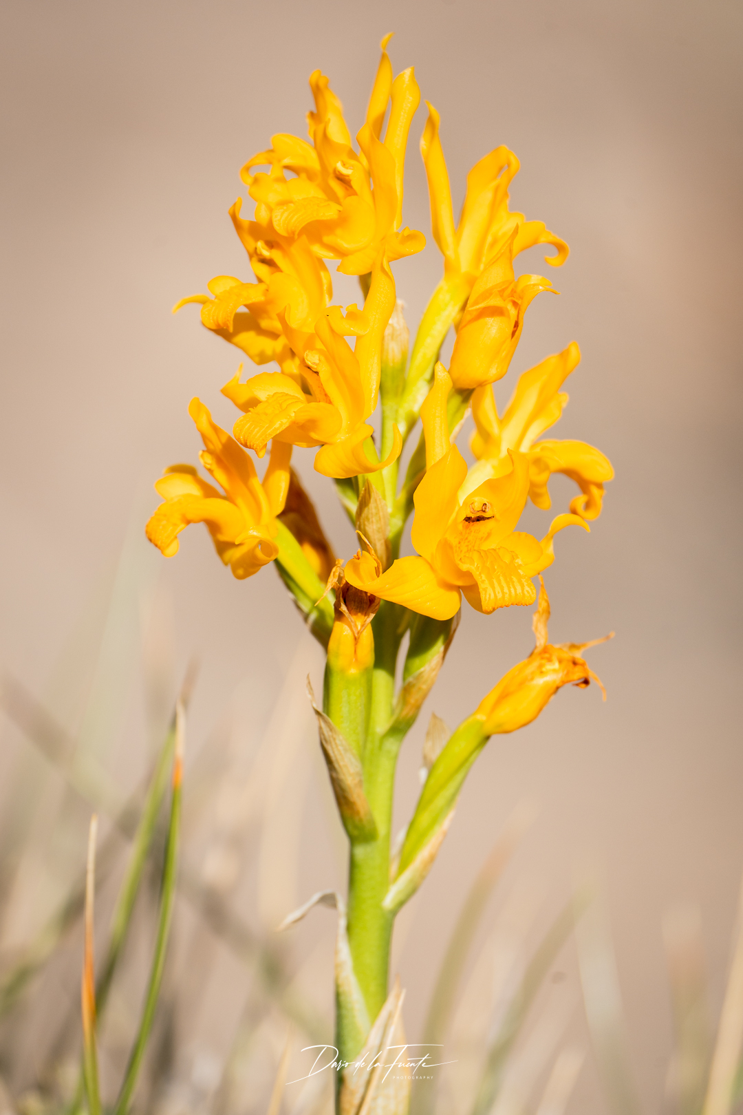 Patagonian Alpine Orchid (Chloraea alpina)