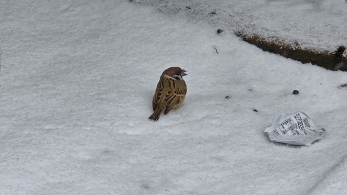 Eurasian Tree Sparrow