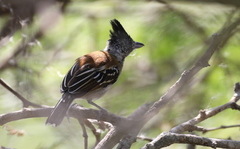 Sakesphorus canadensis