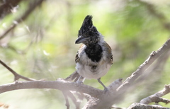 Sakesphorus canadensis