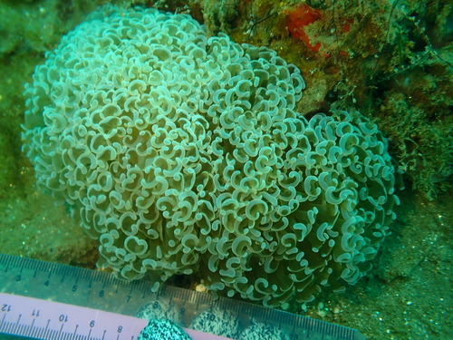 Fimbriaphyllia ancora