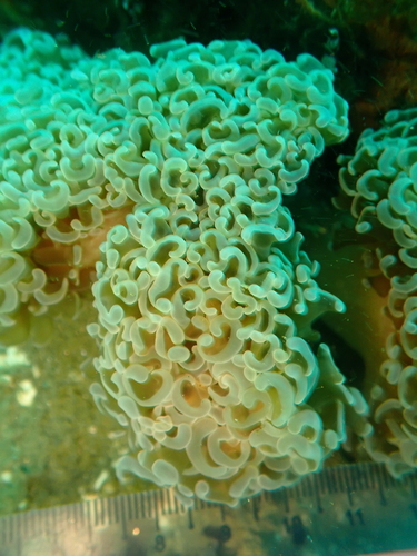 Fimbriaphyllia ancora