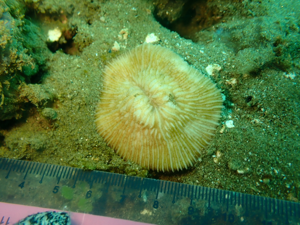 Granulated mushroom coral (Pleuractis granulosa)