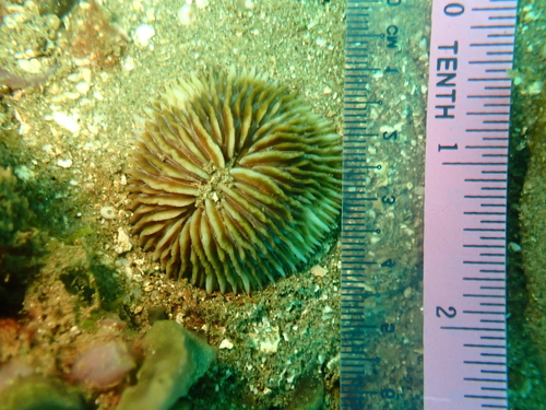 Cycloseris cyclolites