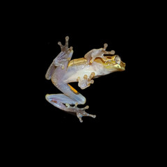 Rio Tuquesa Treefrog photo 2