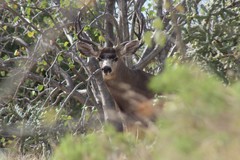 Odocoileus hemionus peninsulae