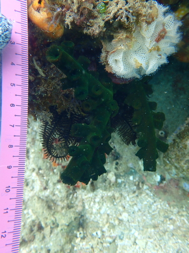 Tubastraea micranthus