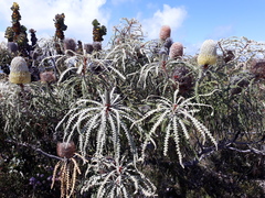Banksia speciosa