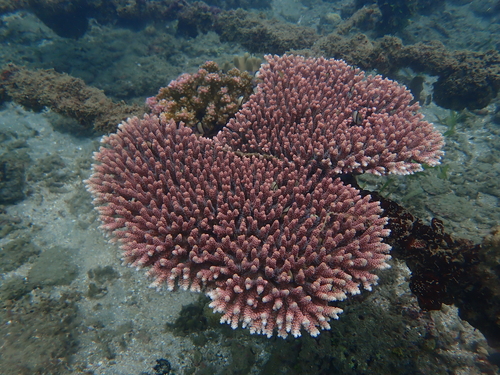 Acropora spicifera observed 2026-01-19