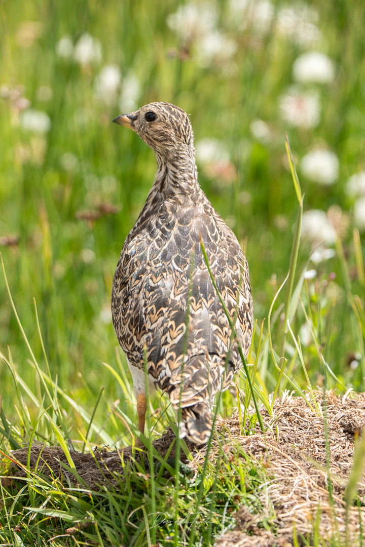 Grey-breasted Seedsnipe (Thinocorus orbignyianus), photo 2
