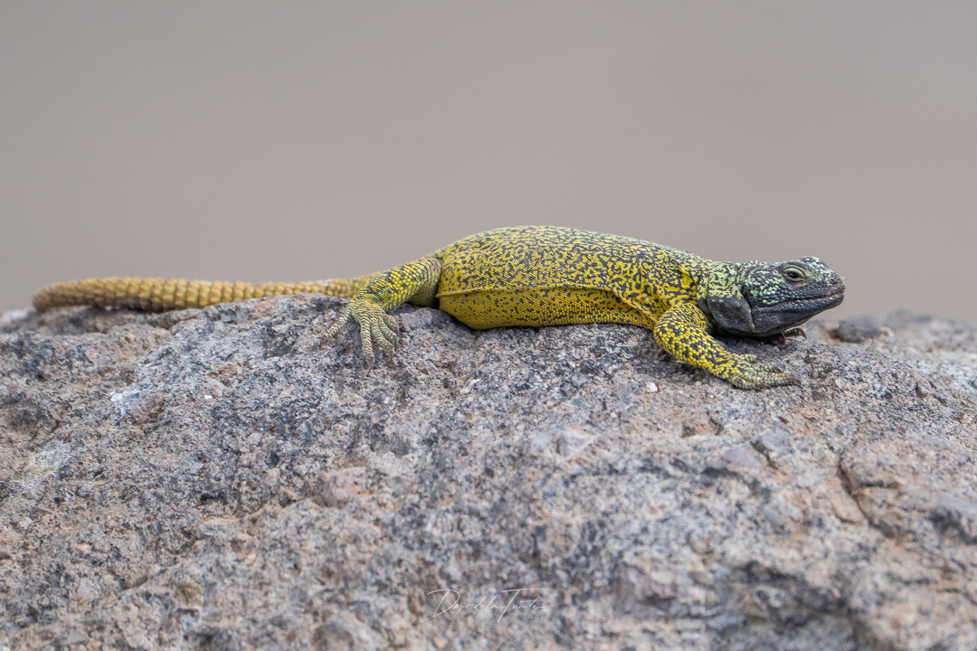Phymaturus chenqueniyen
