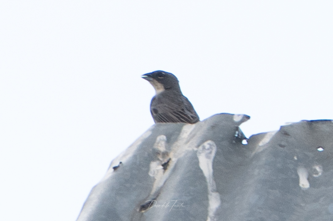 Diuca Finch (Diuca diuca), photo 2