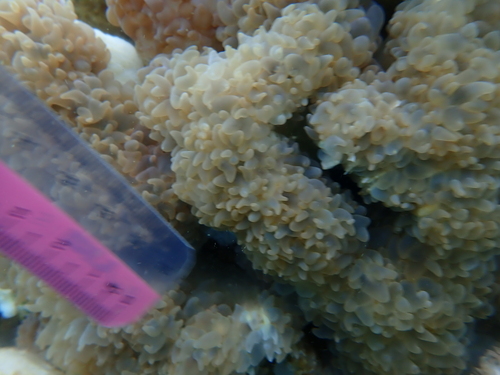 Plerogyra diabolotus