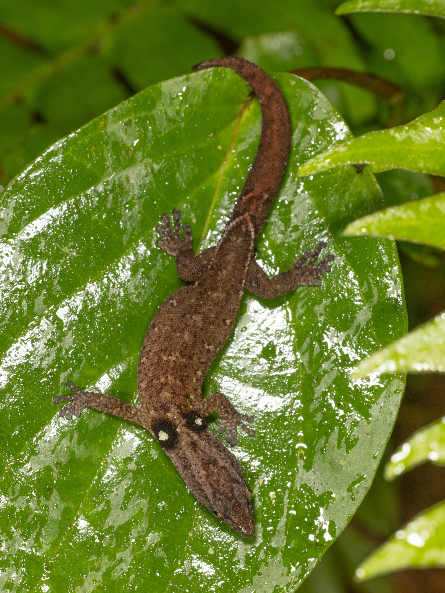 Central Lesser Antillean Sphaero photo 5