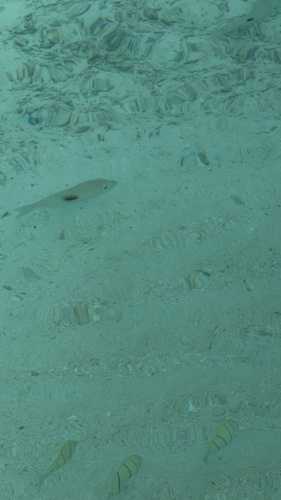 Lethrinus harak
