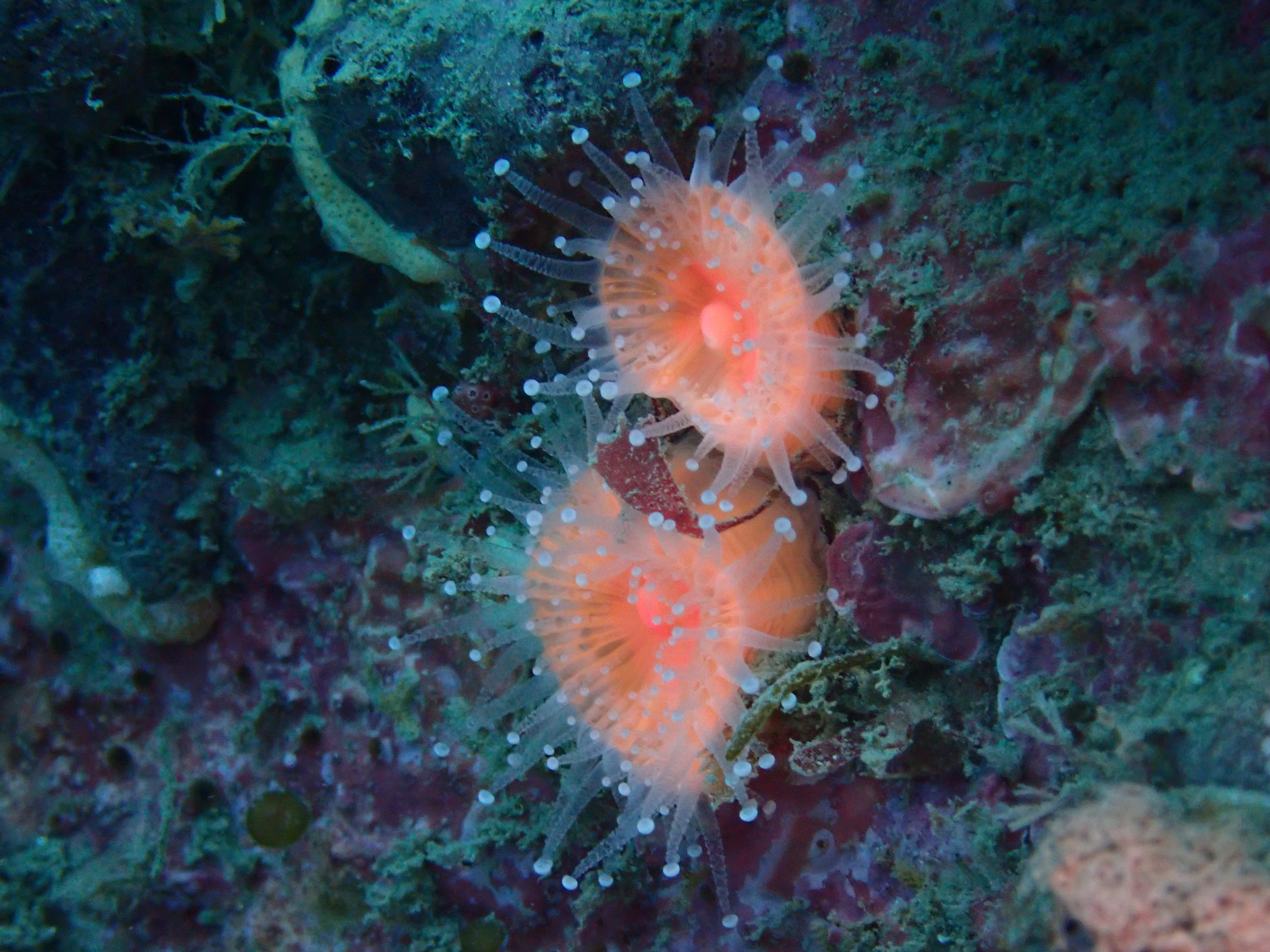 Corynactis australis Haddon & Duerden, 1896