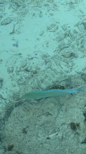 Caranx melampygus