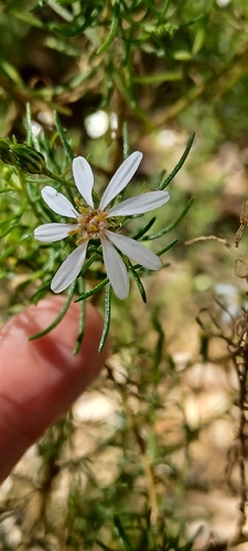 slender daisy-bush (Olearia passerinoides)
