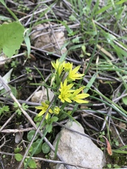 Gagea chlorantha